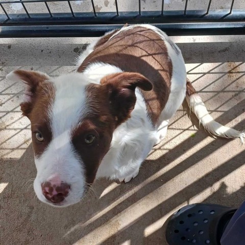 Bengta, an adoptable Mixed Breed in Moab, UT, 84532 | Photo Image 5