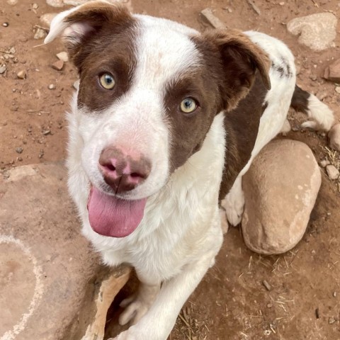 Bengta, an adoptable Mixed Breed in Moab, UT, 84532 | Photo Image 6