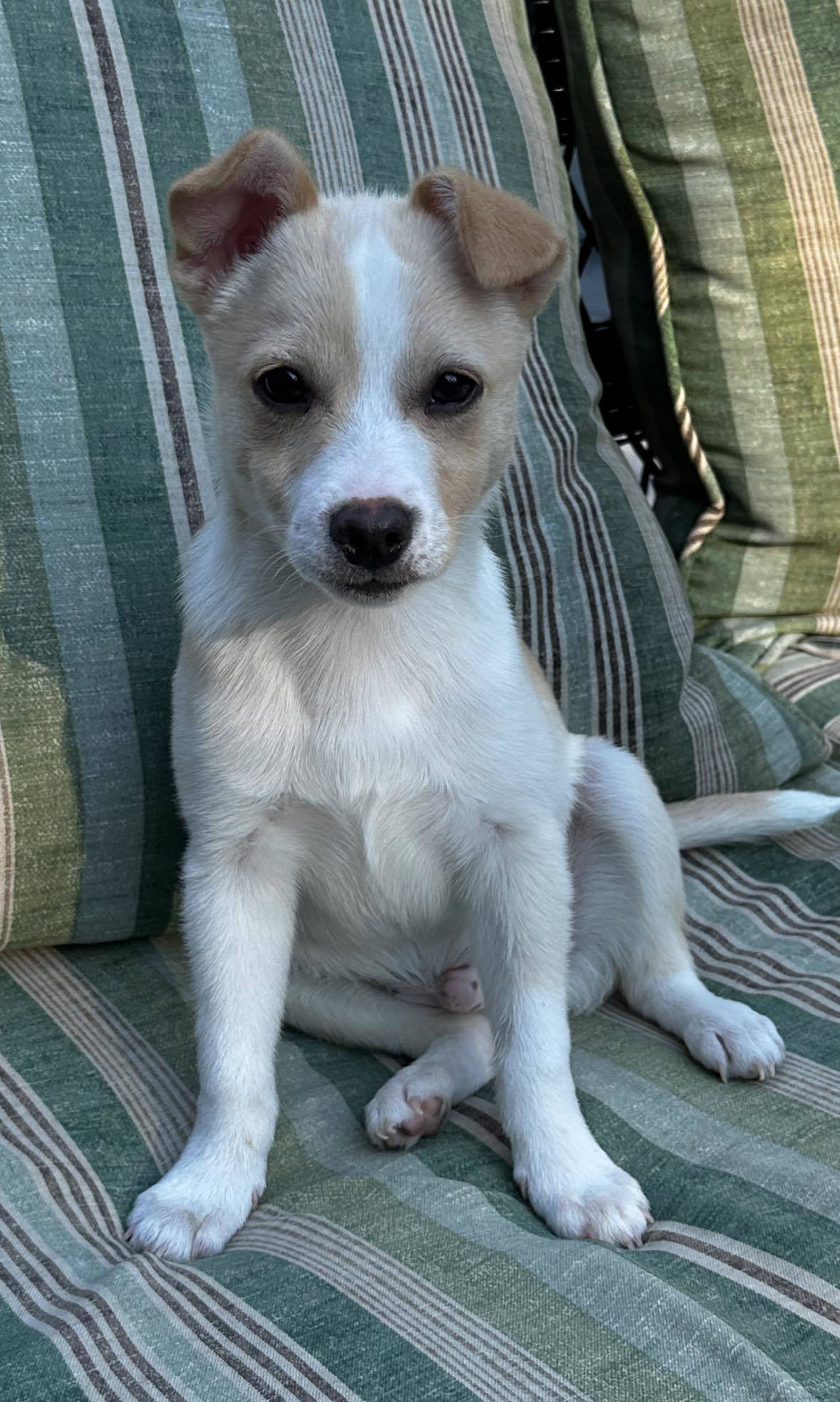 Artemis Gordon, an adoptable Chihuahua, Husky in Anchorage, AK, 99503 | Photo Image 1