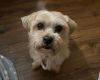Gizmo photo 1