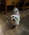 Gizmo photo 2