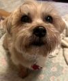 Gizmo photo 3