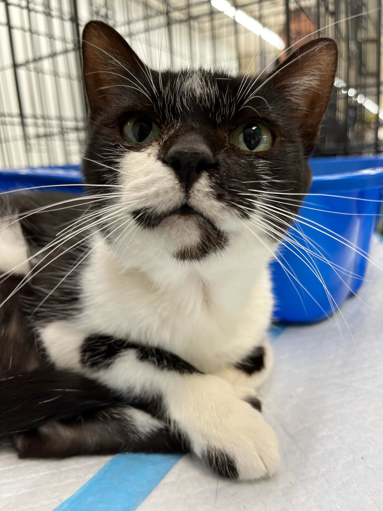 Alice, an adoptable Tuxedo in Burton, MI, 48509 | Photo Image 1