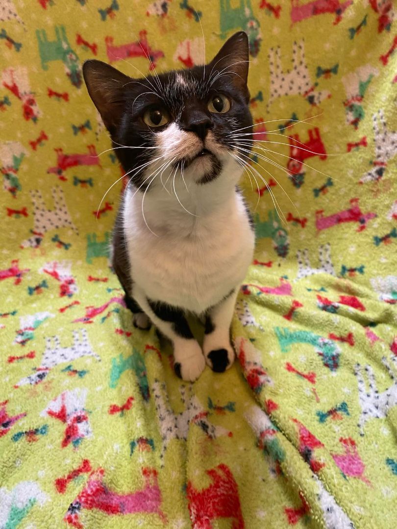 Alice, an adoptable Tuxedo in Burton, MI, 48509 | Photo Image 2