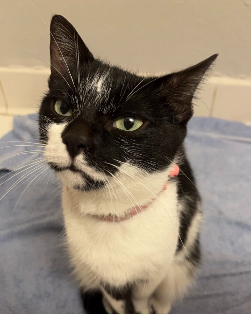 Alice, an adoptable Tuxedo in Burton, MI, 48509 | Photo Image 3