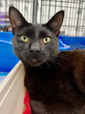 Vinnie, Young Male Domestic Short Hair