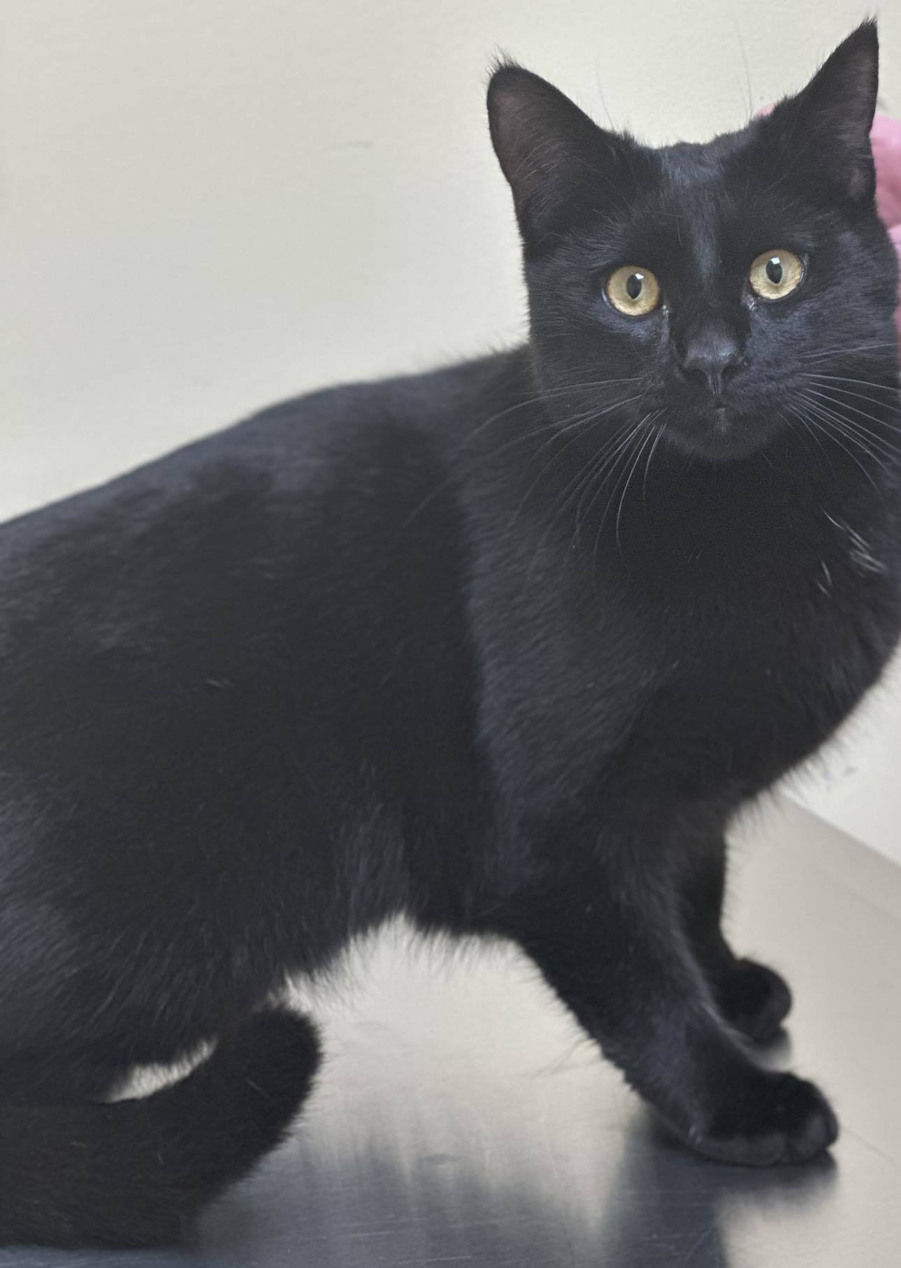 Vinnie, an adoptable Domestic Short Hair in Burton, MI, 48509 | Photo Image 2