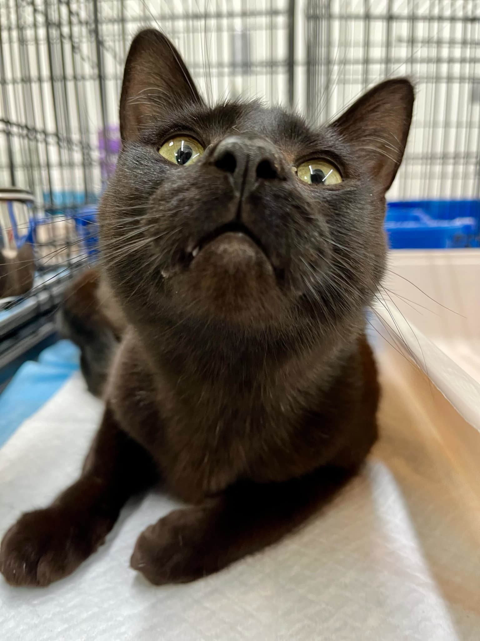 Vinnie, an adoptable Domestic Short Hair in Burton, MI, 48509 | Photo Image 3