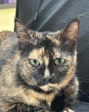 Miss Vickie, Adult Female Tortoiseshell