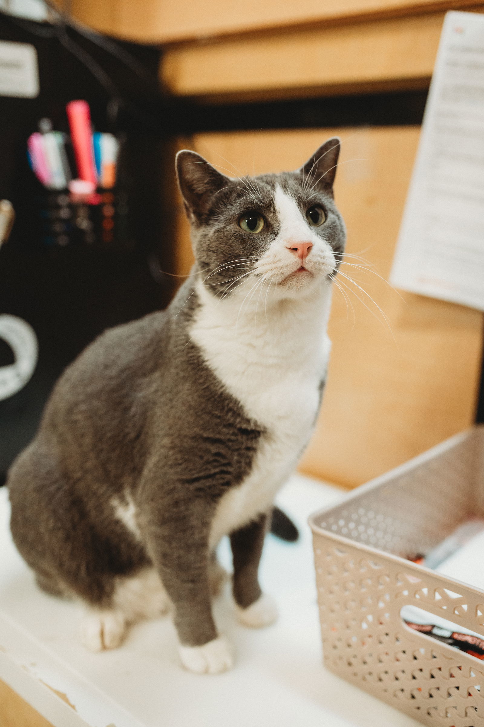Butterbean, an adoptable Domestic Short Hair in McKinney, TX, 75069 | Photo Image 1