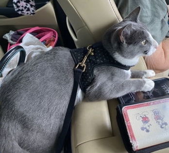 Butterbean, an adoptable Domestic Short Hair in McKinney, TX, 75069 | Photo Image 2