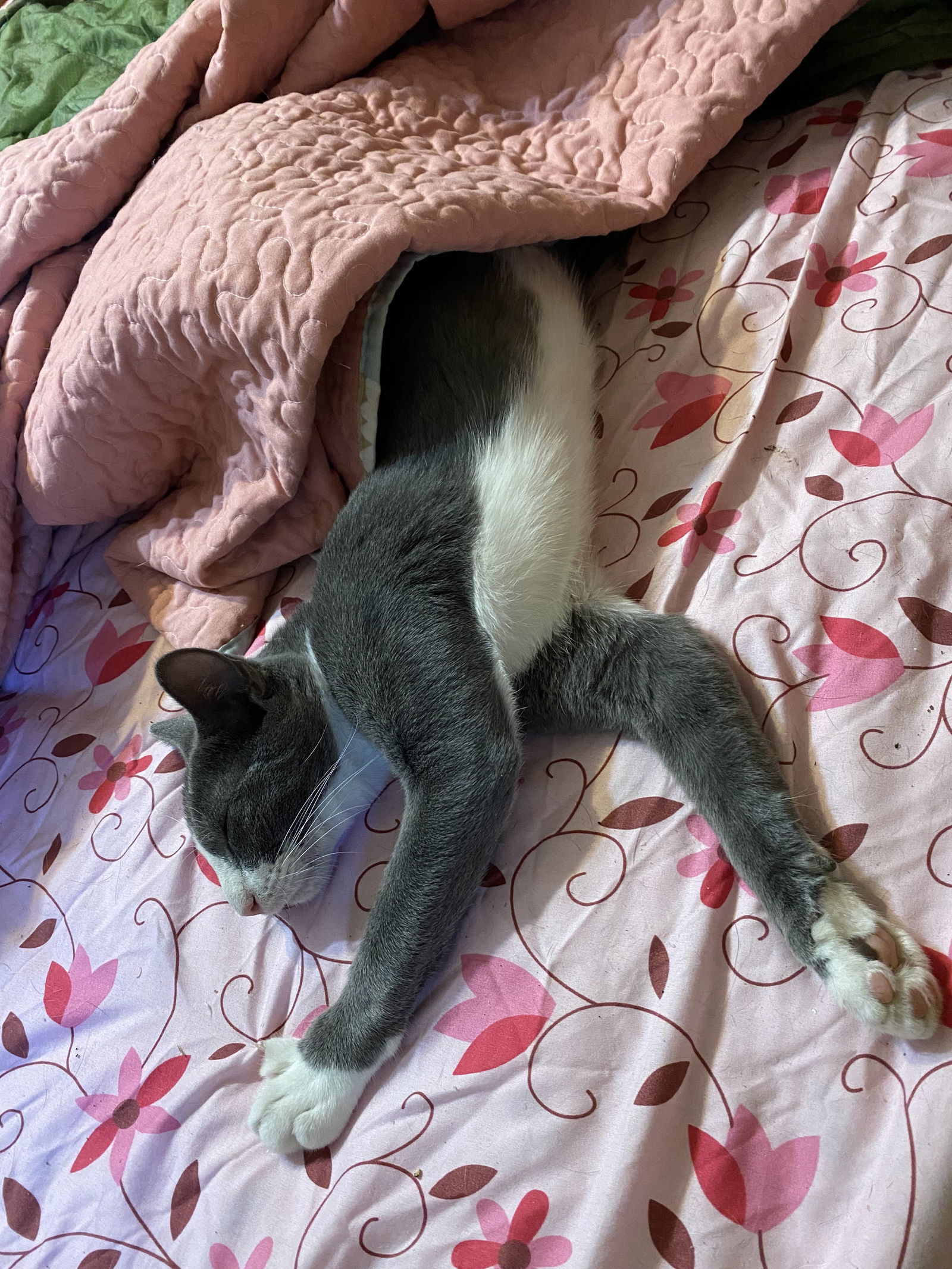 Butterbean, an adoptable Domestic Short Hair in McKinney, TX, 75069 | Photo Image 3