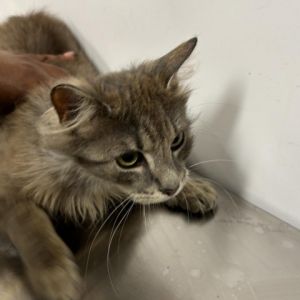 Meet Climby a handsome 1-year-old male cat with a luxurious brown medium hair c