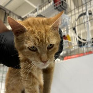 Meet Creamsicle a handsome 1-year-old male orange tabby with charming white accents Creamsicle is 