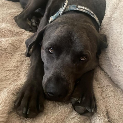 Gonzo, an adoptable Black Labrador Retriever in Brainerd, MN, 56401 | Photo Image 2