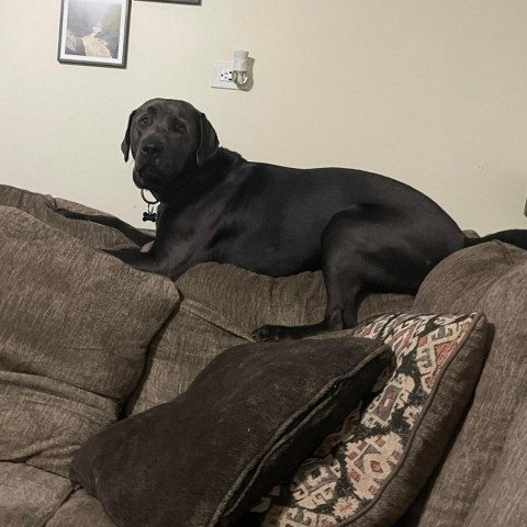 Gonzo, an adoptable Black Labrador Retriever in Brainerd, MN, 56401 | Photo Image 3