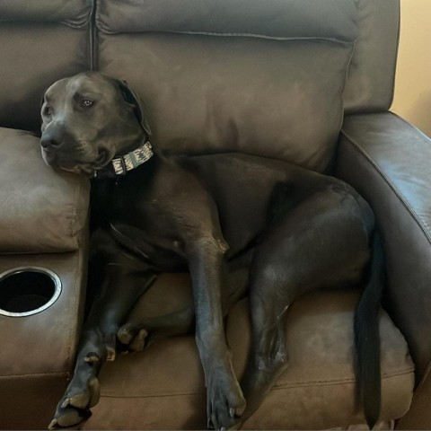 Gonzo, an adoptable Black Labrador Retriever in Brainerd, MN, 56401 | Photo Image 4