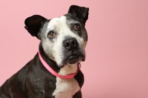 Old lady Ruby is a sweet and docile 8-10 year old lady who we believe to be a boxer lab