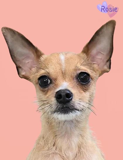 Rosee, an adoptable Chihuahua, Mixed Breed in De Soto, IA, 50069 | Photo Image 1