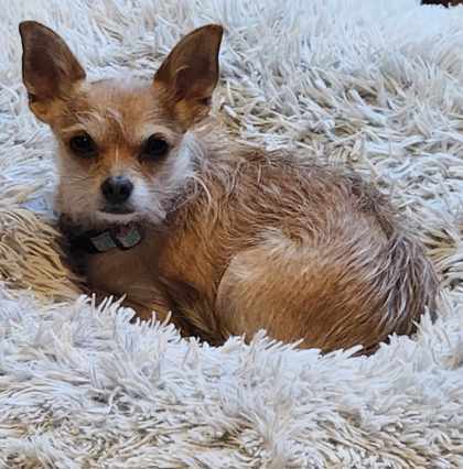 Princess, an adoptable Chihuahua, Mixed Breed in De Soto, IA, 50069 | Photo Image 1