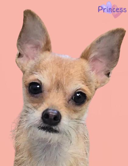 Princess, an adoptable Chihuahua, Mixed Breed in De Soto, IA, 50069 | Photo Image 2