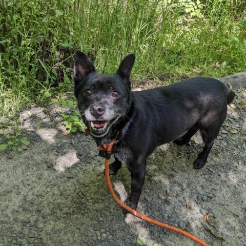 Hi, an adoptable Terrier, Mixed Breed in Bend, OR, 97702 | Photo Image 2