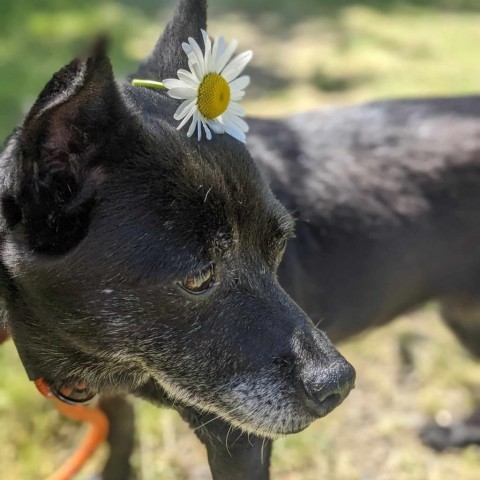Hi, an adoptable Terrier, Mixed Breed in Bend, OR, 97702 | Photo Image 4