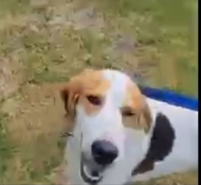 Gus, an adoptable Treeing Walker Coonhound, Foxhound in Winston Salem, NC, 27104 | Photo Image 1