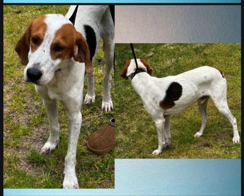 Gus, an adoptable Treeing Walker Coonhound, Foxhound in Winston Salem, NC, 27104 | Photo Image 3