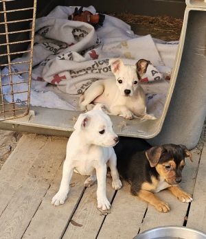 Kina (white coat), Kaila( Black/Tan) and Inca (white/brown ear) Chihuahua Dog