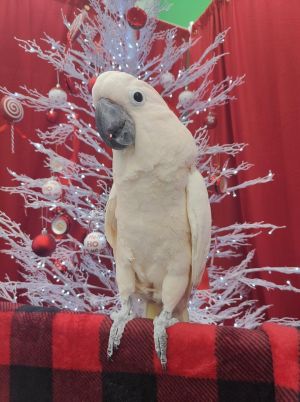 Say hello to Peaches the adorable Moluccan cockatoo ready to be your favorite f