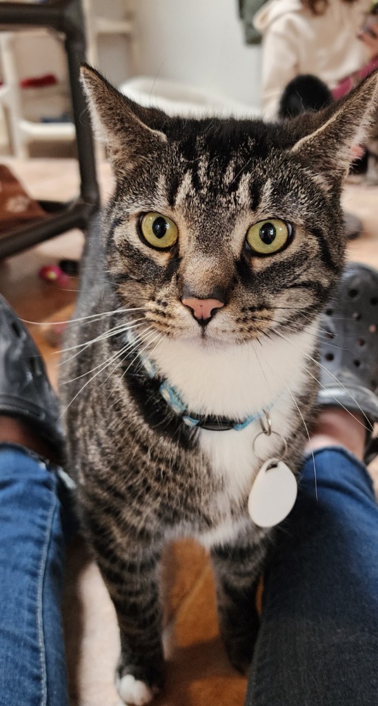 BOWIE, an adoptable Domestic Short Hair in Hartville, WY, 82215 | Photo Image 2