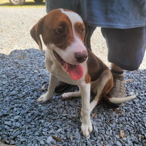 Dog for adoption - Hazel, a Labrador Retriever Mix in Washington, DC ...