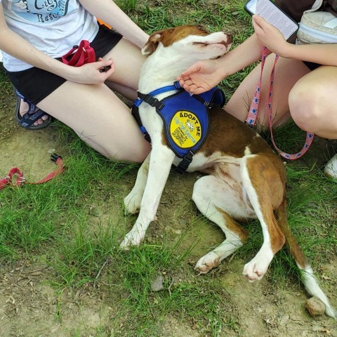 Dog for adoption - Hazel, a Labrador Retriever Mix in Washington, DC ...