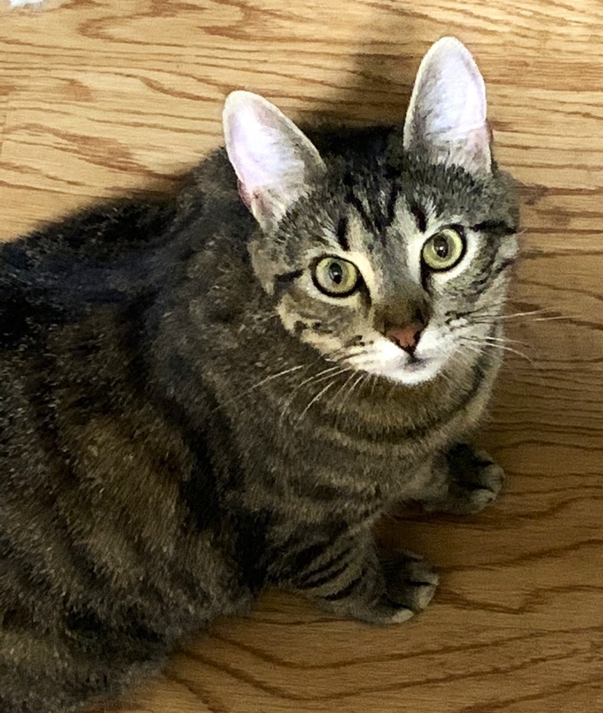 Whiskey, an adoptable Domestic Short Hair in Boerne, TX, 78006 | Photo Image 2