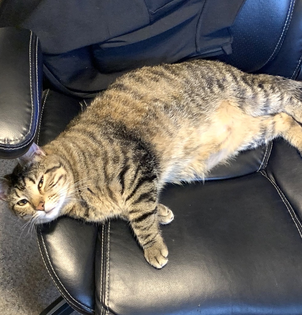 Whiskey, an adoptable Domestic Short Hair in Boerne, TX, 78006 | Photo Image 3