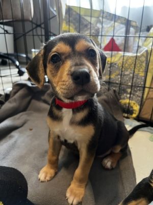 Meet Pineapple the adorable 12-week-old hound puppy with a heart as sweet as her name This little 