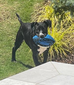 Meet Sir Magbee This handsome hunk was found a few weeks ago outside of Bosleys Place Inc facility