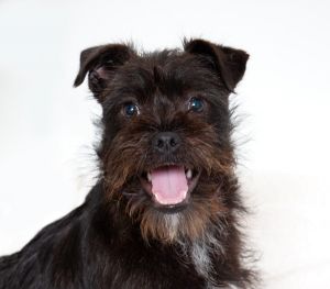Hey folks Im Dave the super pumped seven-month-old terrier mix whos just thr