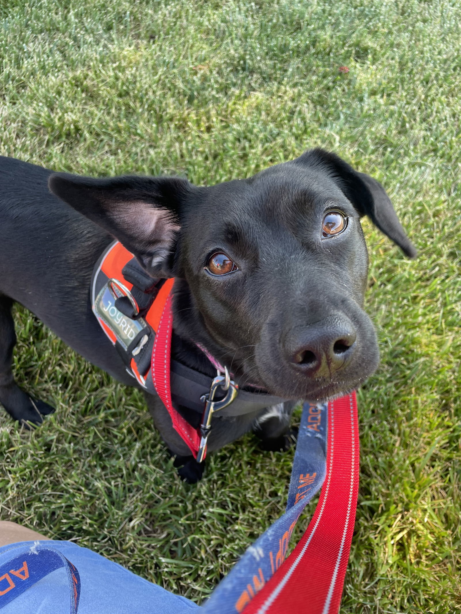 Ada, an adoptable Corgi in Toms River, NJ, 08753 | Photo Image 3