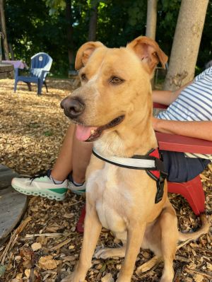 You can fill out an adoption application online on our official websiteBilly TX is a male Labrado