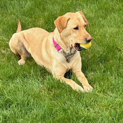Emma, an adoptable Yellow Labrador Retriever in Bismarck, ND, 58507 | Photo Image 1