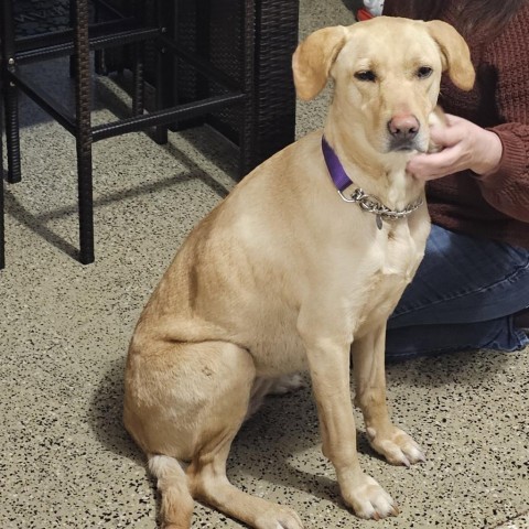 Emma, an adoptable Yellow Labrador Retriever in Bismarck, ND, 58507 | Photo Image 3