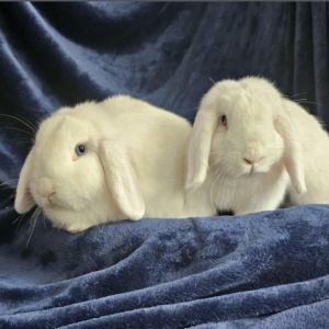 Mary and Maggie Holland Lop Rabbit