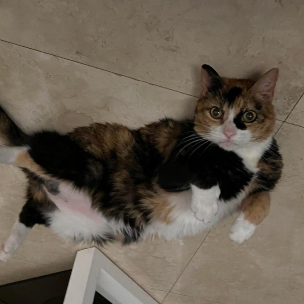 Mittens