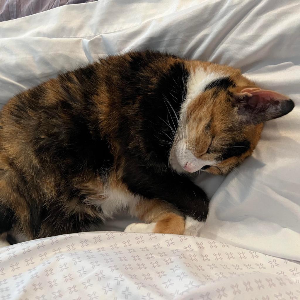 Mittens