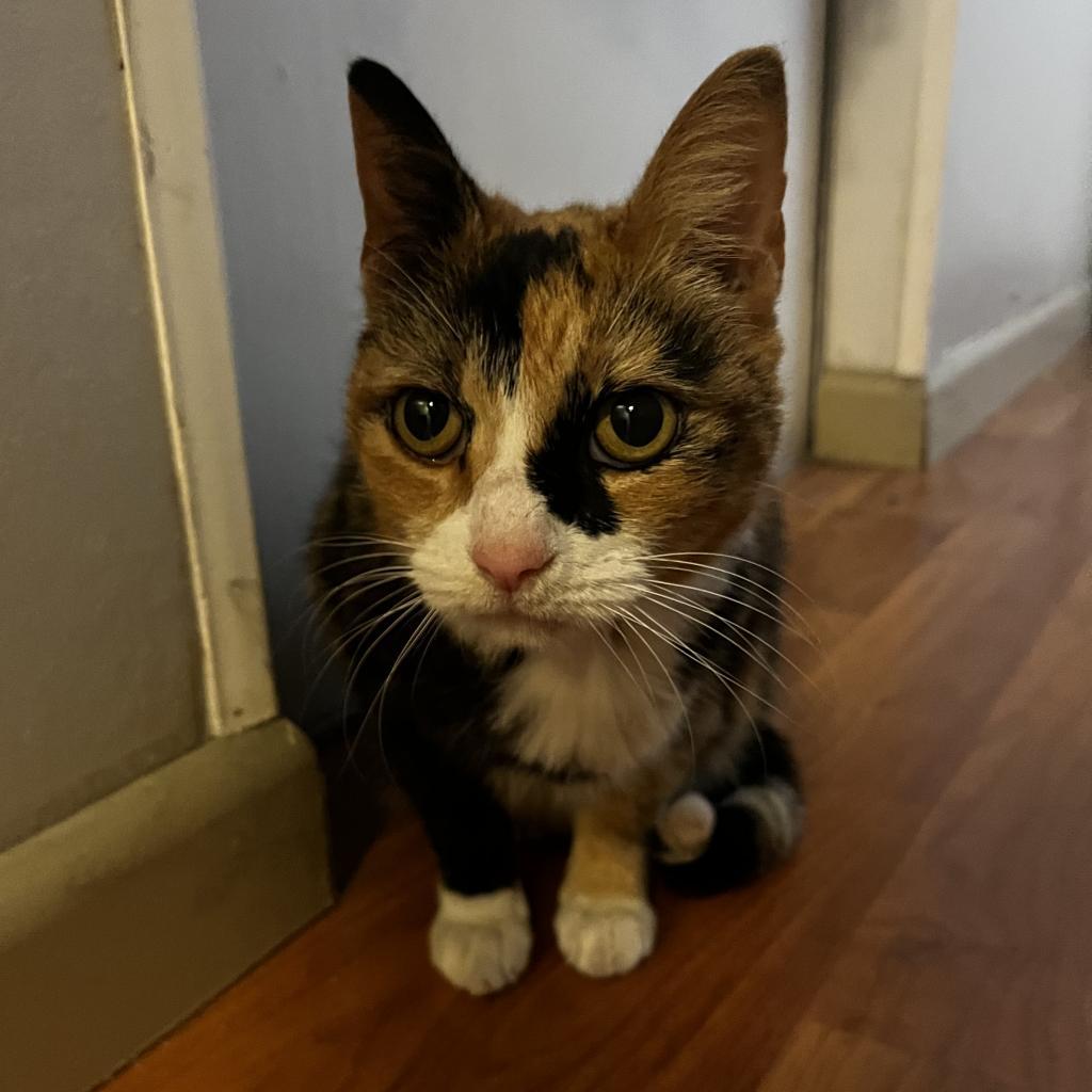 Mittens