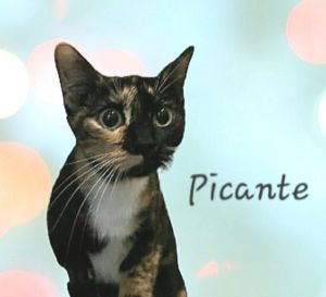 Picante #beauty-queen Calico Cat