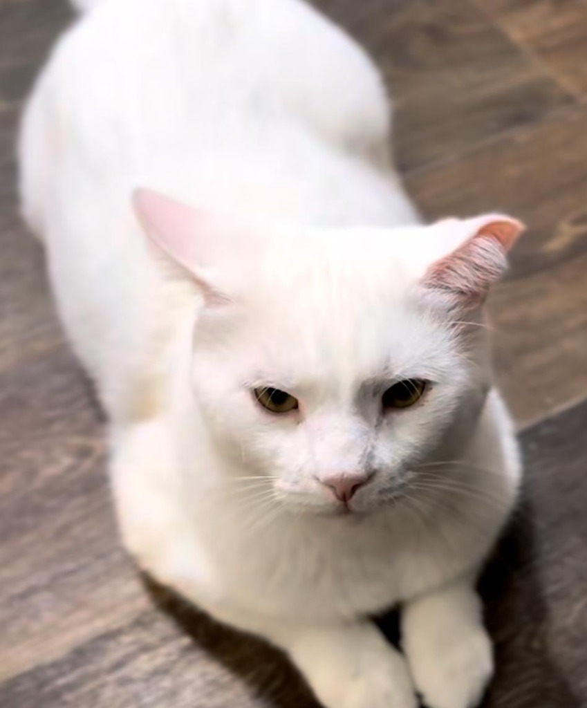 Frosty, an adoptable Domestic Short Hair in Hoover , AL, 35226 | Photo Image 1