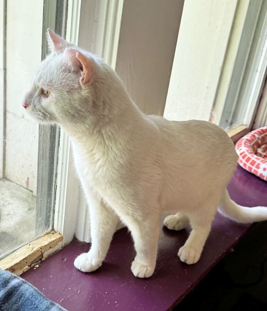Frosty, an adoptable Domestic Short Hair in Hoover , AL, 35226 | Photo Image 2